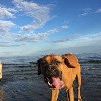 Mitch's dog enjoying the water at the beach.